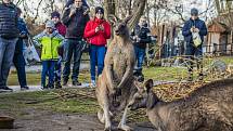 Štědrý den v pražské zoologické zahradě.