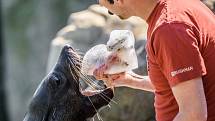 Velikonoční nadílka v Zoo Praha byla letos opravdu pestrá.