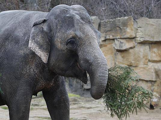 Zvířata v v pražské zoo si pochutnala na vánočních stromcích, které se před Vánoci neprodaly.