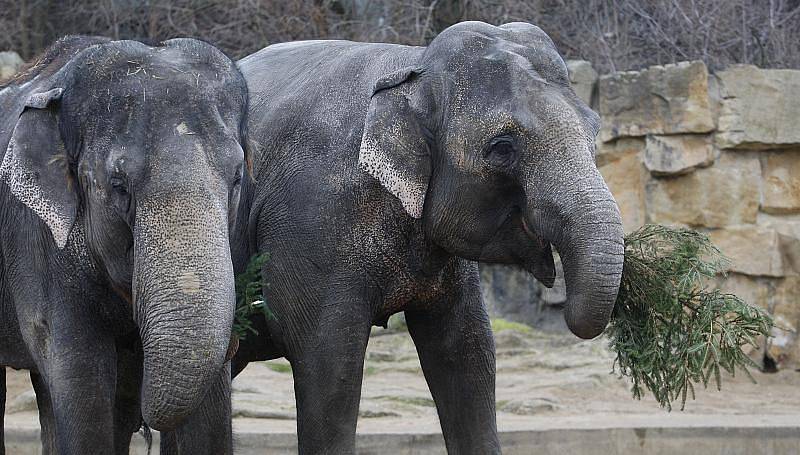 Zvířata v v pražské zoo si pochutnala na vánočních stromcích, které se před Vánoci neprodaly.