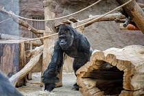 Samec gorily nížinné Richard jde na „snídani“ ve svém pavilonu v Zoo Praha.