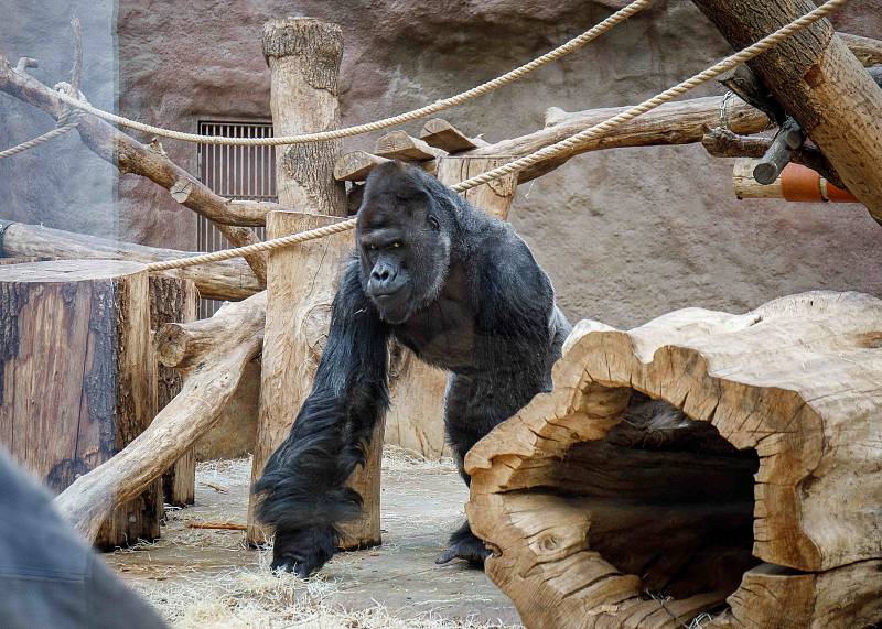 Samec gorily nížinné Richard jde na „snídani“ ve svém pavilonu v Zoo Praha.