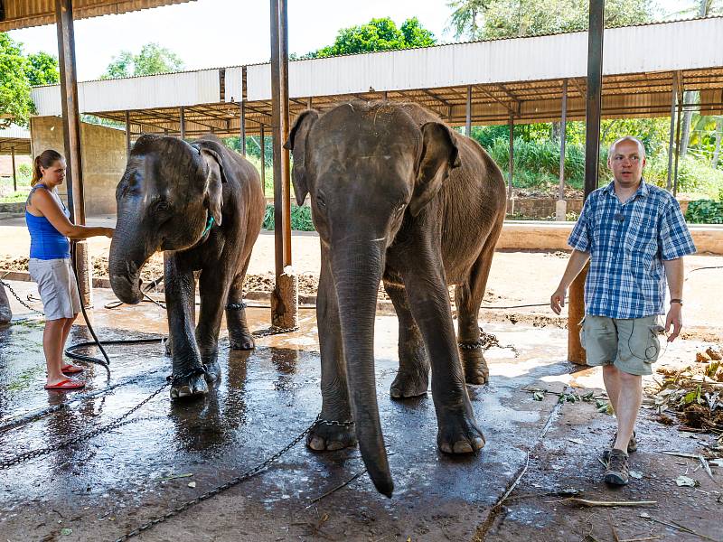 Pro Zoo Praha se po více než dvouletém úsilí podařilo na Srí Lance získat dvě mladé slonice: Tamaru (vlevo) a Janitu. Na snímku s chovateli Veronikou Štruplovou a Jiřím Javůrkem.