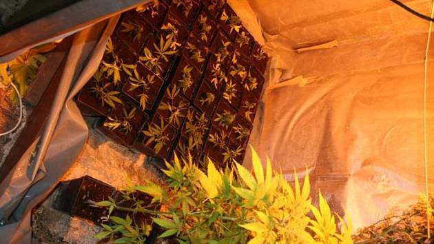 Na místě pak kriminalisté napočítali stovku rostlin marihuany v různém stádiu vývoje – některé „kytky“ byly vysoké i půl druhého metru.