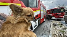 Zachráněný pes z hořícího auta.