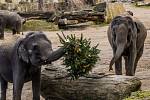 Neprodané vánoční stromky udělaly radost zvířatům v pražské zoo.