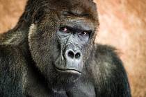 Richard je vůdcem samčí skupiny goril nížinných, která obývá pavilon Centrum Méfou v dolní části pražské zoo. Jeho uhrančivý pohled zanechal v posledních dvou dekádách dojem v mnoha tisících návštěvníků všech generací.
