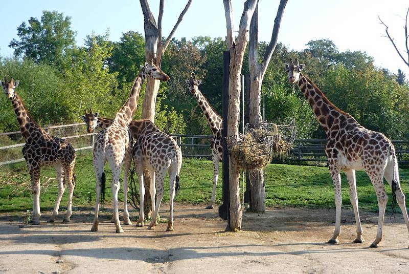 Žirafy v pražské zoologické zahradě.