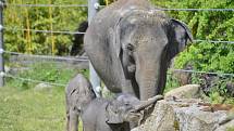 Slůňata z pražské zoologické zahrady, které se narodila jen pár týdnů po sobě, se společně se sloními matkami ukázala návštěvníkům ve venkovním výběhu.