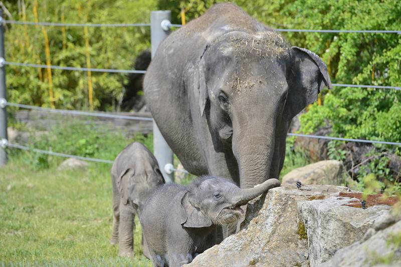 Slůňata z pražské zoologické zahrady, které se narodila jen pár týdnů po sobě, se společně se sloními matkami ukázala návštěvníkům ve venkovním výběhu.