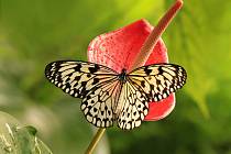 V botanické zahradě, ve skleníku Fata Morgana, vás čeká nádherná výstava motýlů.