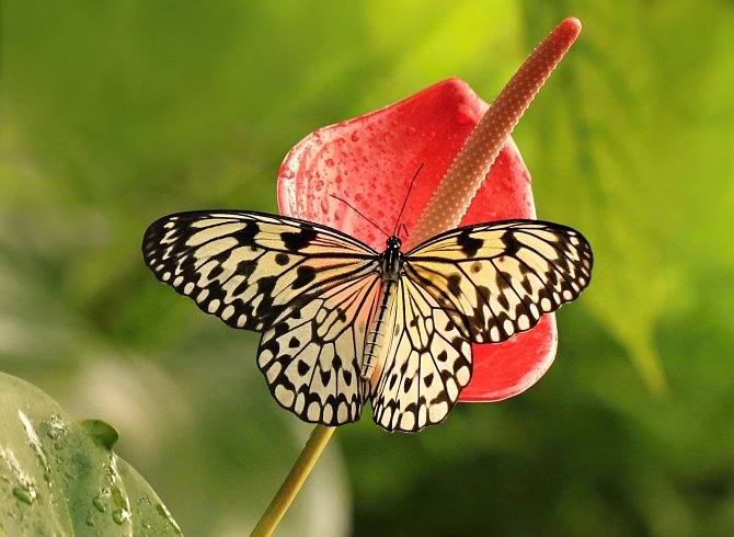 V botanické zahradě, ve skleníku Fata Morgana, vás čeká nádherná výstava motýlů.