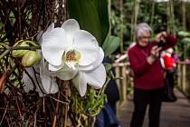 Výstava orchidejí ve skleníku Fata Morgana v Botanické zahradě v Praze nabízí poslední příležitost. 