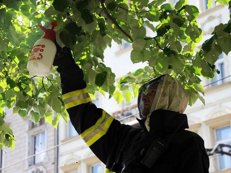 Pokud včely přímo neohrožují zdraví či život, volat hasiče je zbytečné