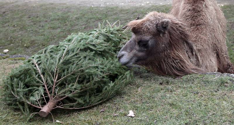 Krmení zubrů, velbloudů a slonů vánočními stromky včetně stromu ze Staroměstského náměstí v pražské zoo.