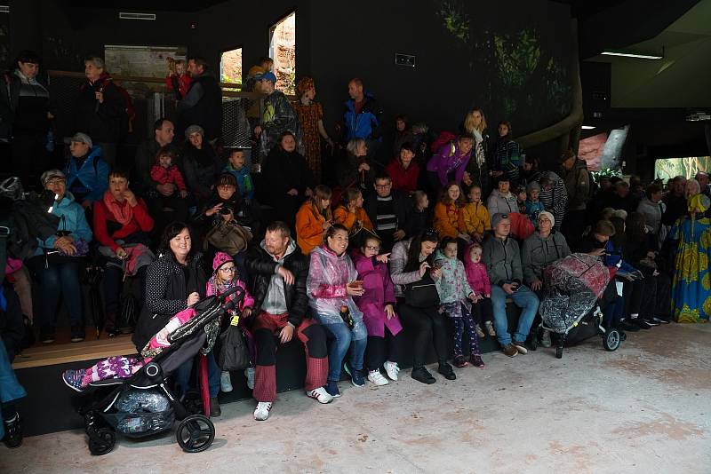 Zoo Praha slavnostně otevřela Rezervaci Dja, nový pavilon goril.