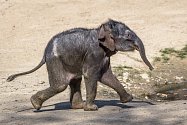 Sloní samička ze Zoo Praha byla v neděli poprvé venku.