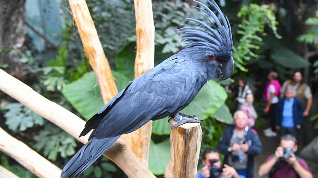 Zoo Praha a její Rákosův pavilon věnovaný vzácným exotickým papouškům