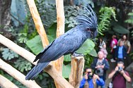Zoo Praha a její Rákosův pavilon věnovaný vzácným exotickým papouškům