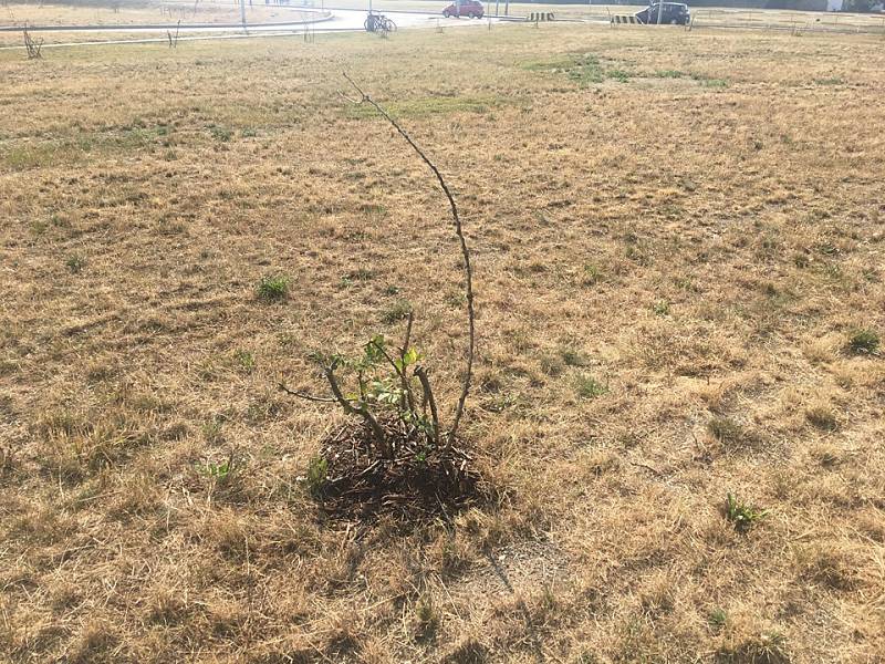 Sázení stromů jako jedna z forem tzv. guerilla gardeningu v Praze na Vypichu.