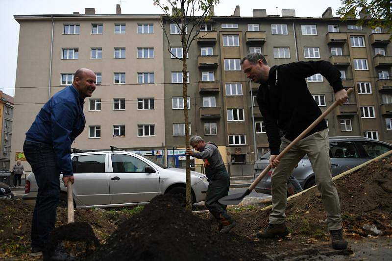 Sázení stromů v Sokolovské ulici.