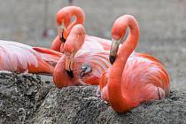O mládě plameňáka růžového se pěstounský pár plameňáků kubánských vzorně stará – střídavě o něj pečují oba rodiče.