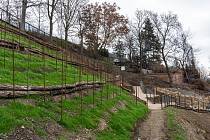 Do areálu pražské zoologické zahrady se vrátila vinná réva.