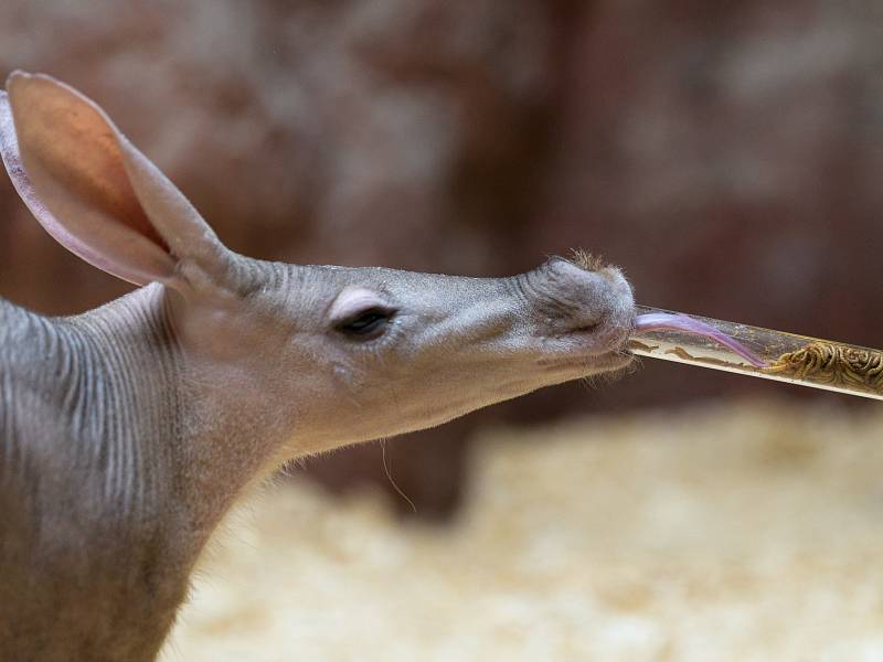 Samec hrabáče kapského Draco dostal k 10. narozeninám průhlednou krmnou trubku naplněnou moučnými červy. Hmyz z ní vybírá dlouhým lepkavým jazykem podobně jako v přírodě z mravenišť nebo termitišť.