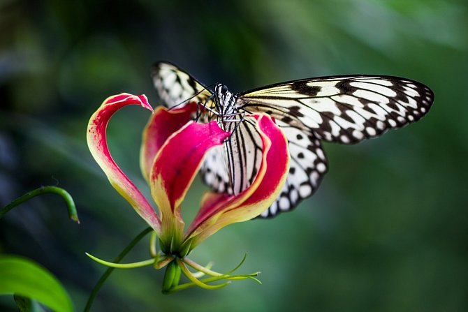 V Botanické zahradě ve středu 9. června začíná výstava Motýli: Jedovatá sezona.