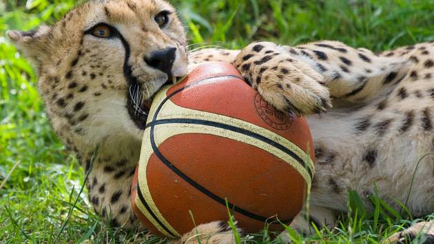 Každá z gepardích samiček si postupně „ulovila“ ten svůj míč.