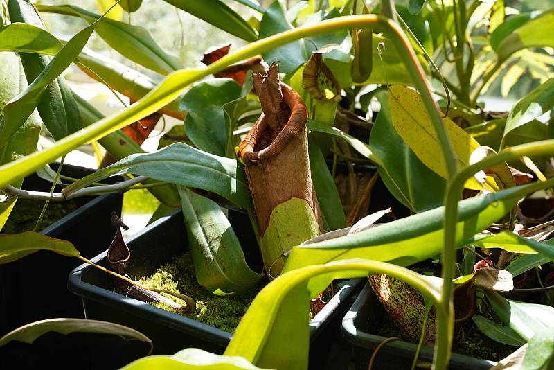 Den fascinace rostlinami v Botanické zahradě Přírodovědecké fakulty v Praze.