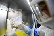 Testy na koronavirus v Číně - Testy na koronavirus 2019-nCoV v mikrobiologické laboratoři v čínském Wu-chanu na snímku z 6. února 2020.