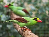 Krasky krátkoocasé jávské jsou krásní, přes 30 cm velcí ptáci s nápadným mohutným zobákem.  