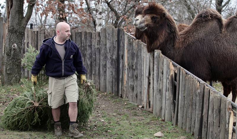 Krmení zubrů, velbloudů a slonů vánočními stromky včetně stromu ze Staroměstského náměstí v pražské zoo.