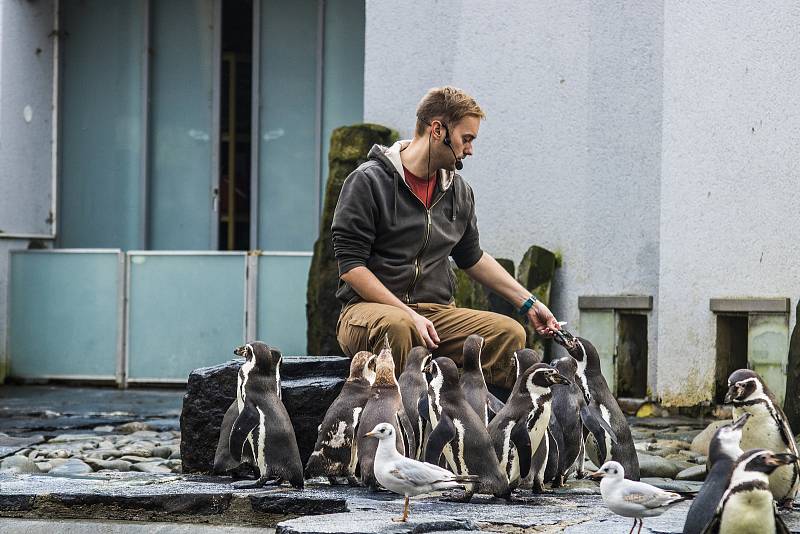 Štědrý den v pražské zoologické zahradě.