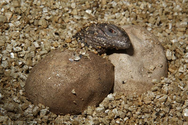 Přírůstků se dočkala Zoo Praha u leguánů kubánských, kde se vylíhlo celkem 13 mláďat a jedná se o vnoučata slavného Pepína. 