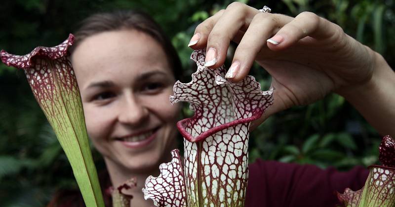 Výstava Masožravky ve skleníku Fata Morgana a v prostorech před skleníkem potrvá do 13.září. Výstava představuje pozoruhodný a rozmanitý svět masožravých rostlin, kterých je mnoho druhů.