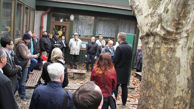 Platan v areálu Mateřské školy Kostelní v pražských Holešovicích ohrožuje děti, radnice diskutovala s občany o jeho pokácení.