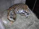 Dvě nově narozená malajská tygřata.