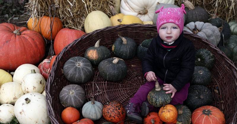 Podzimní dýňové hrátky v pražské botanické zahradě.