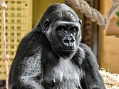 Moja je prvním mládětem gorily nížinné, které se v České republice narodilo v lidské péči.