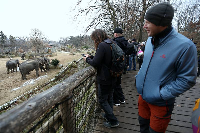 Krmení slonů v pražské zoologické zahradě nevyužitými vánočními stromky.