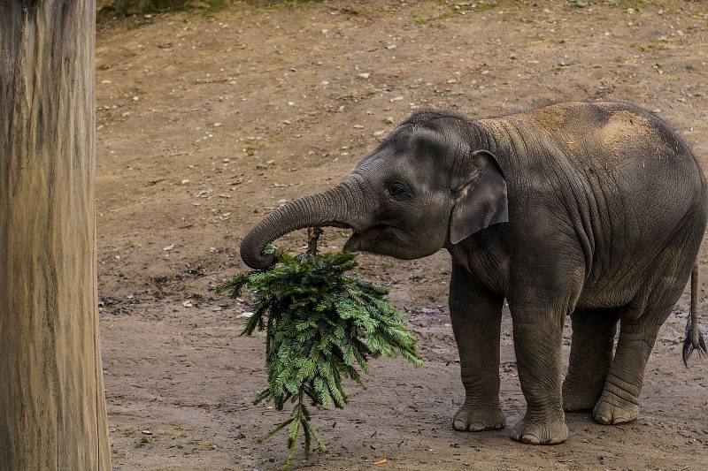 Neprodané vánoční stromky udělaly radost zvířatům v pražské zoo.