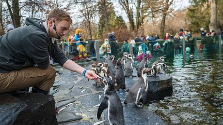 Součástí slavnostního programu budou i mimořádná setkání u zvířat. V 10.30 hodin proběhne oblíbené krmení tučňáků Humboldtových.