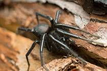 Pavouk z rodu skálovkovití. Ilustrační foto. 