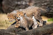 V pátek 28. září, u příležitosti 87. výročí otevření Zoo Praha, budou slavnostně pokřtěna mláďata gepardů, a to za účasti špičkového atleta Jakuba Holuši.