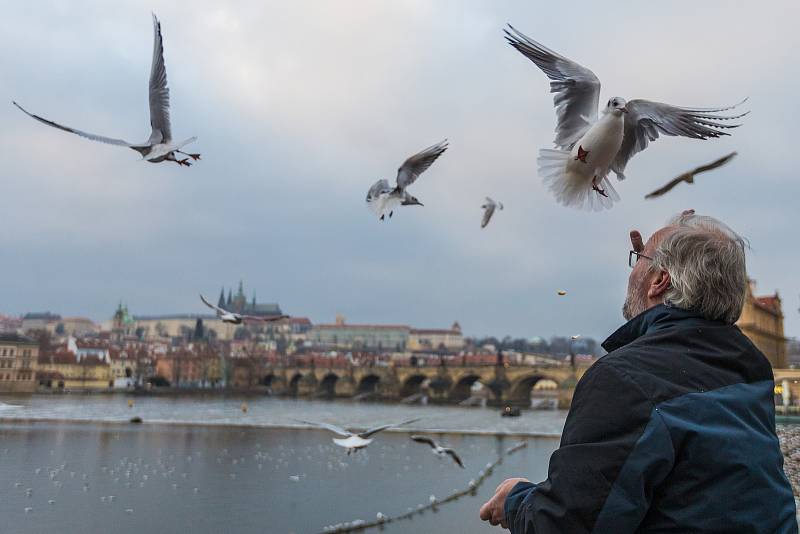 Kroužkování racků na Smetanově nábřeží v Praze. Na snímku ornitolog Miroslav Jelínek.