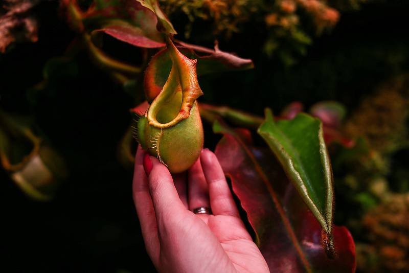 V pražské botanické zahradě.