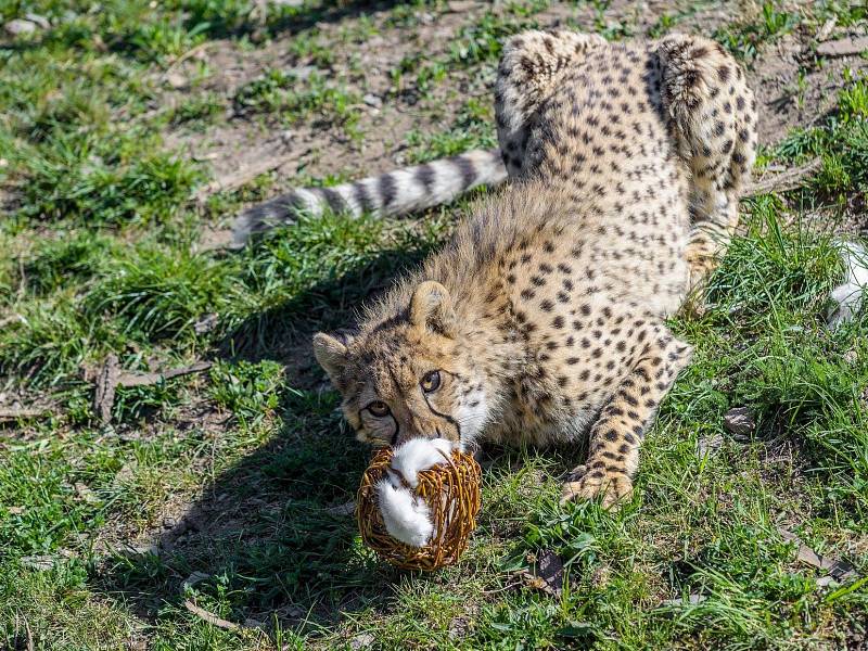 Velikonoční nadílka v Zoo Praha byla letos opravdu pestrá.