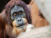 V Zoo se narodilo mládě orangutana